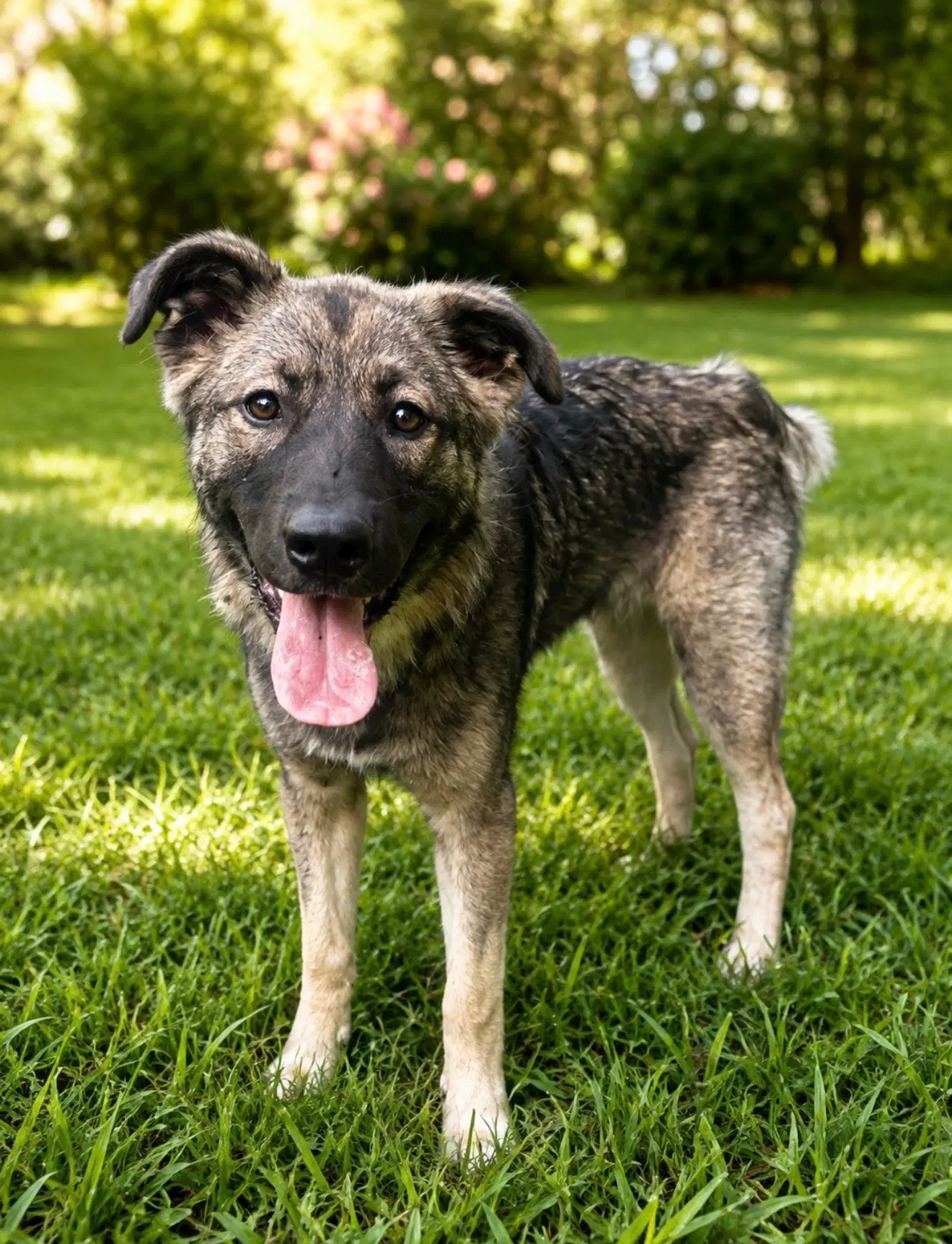 Chiffon - Norwegian Elkhound