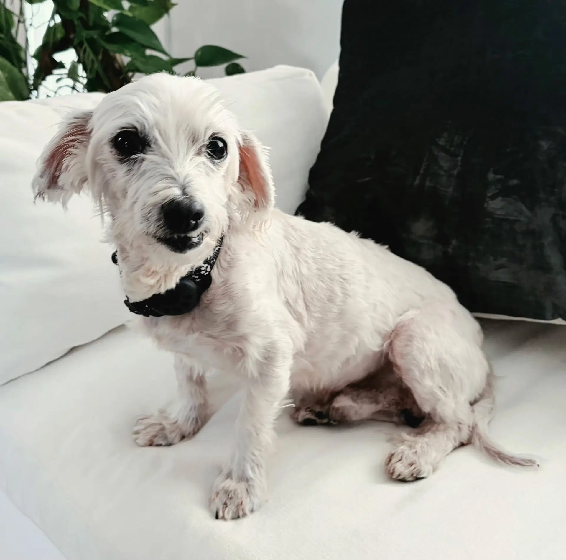 Booker - Yorkshire Terrier Yorkie
