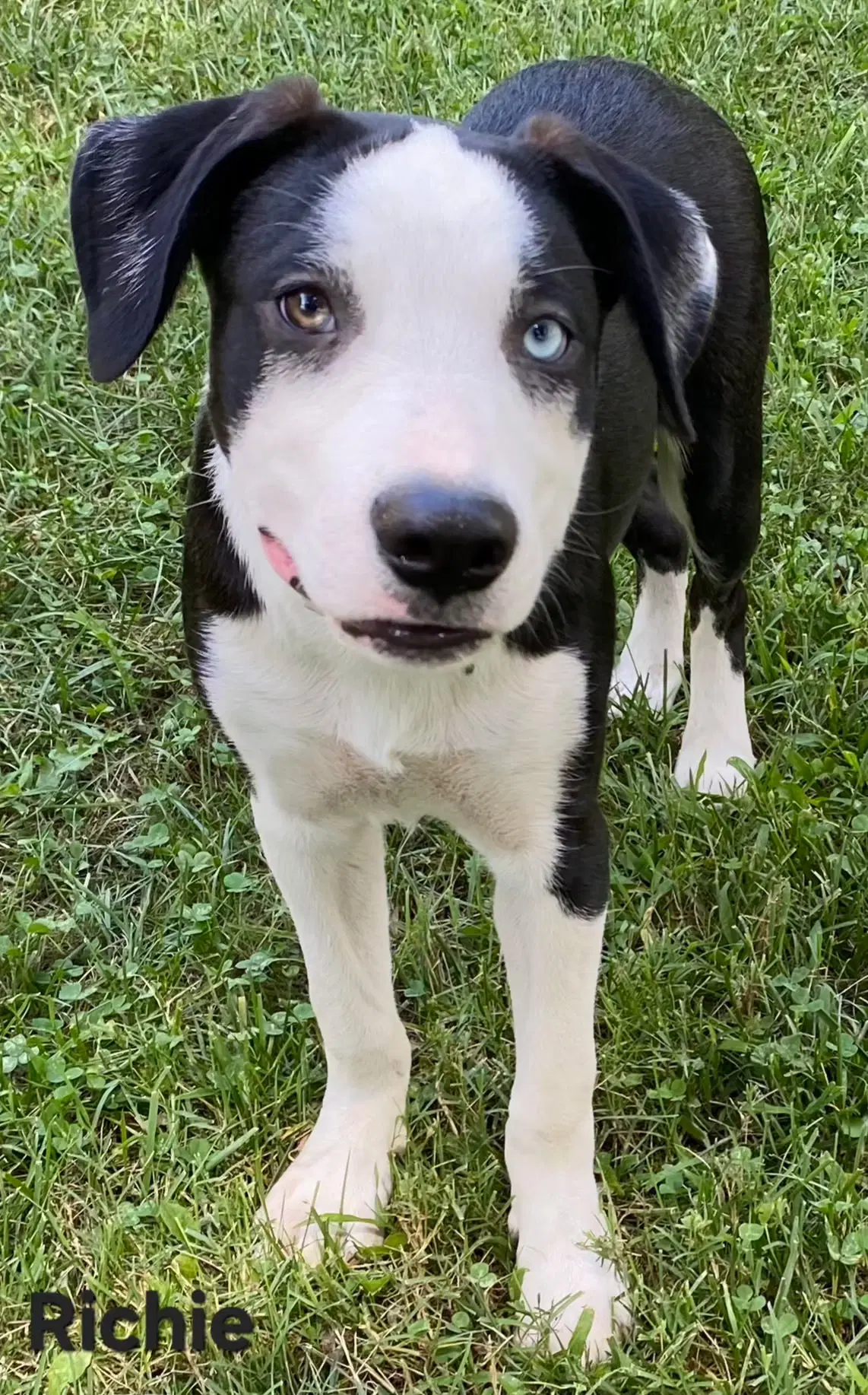 Puppy Richie - Border Collie