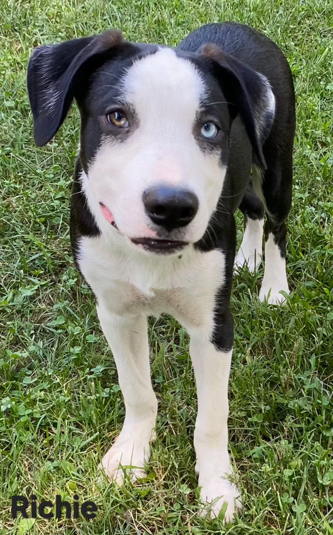 Puppy Richie