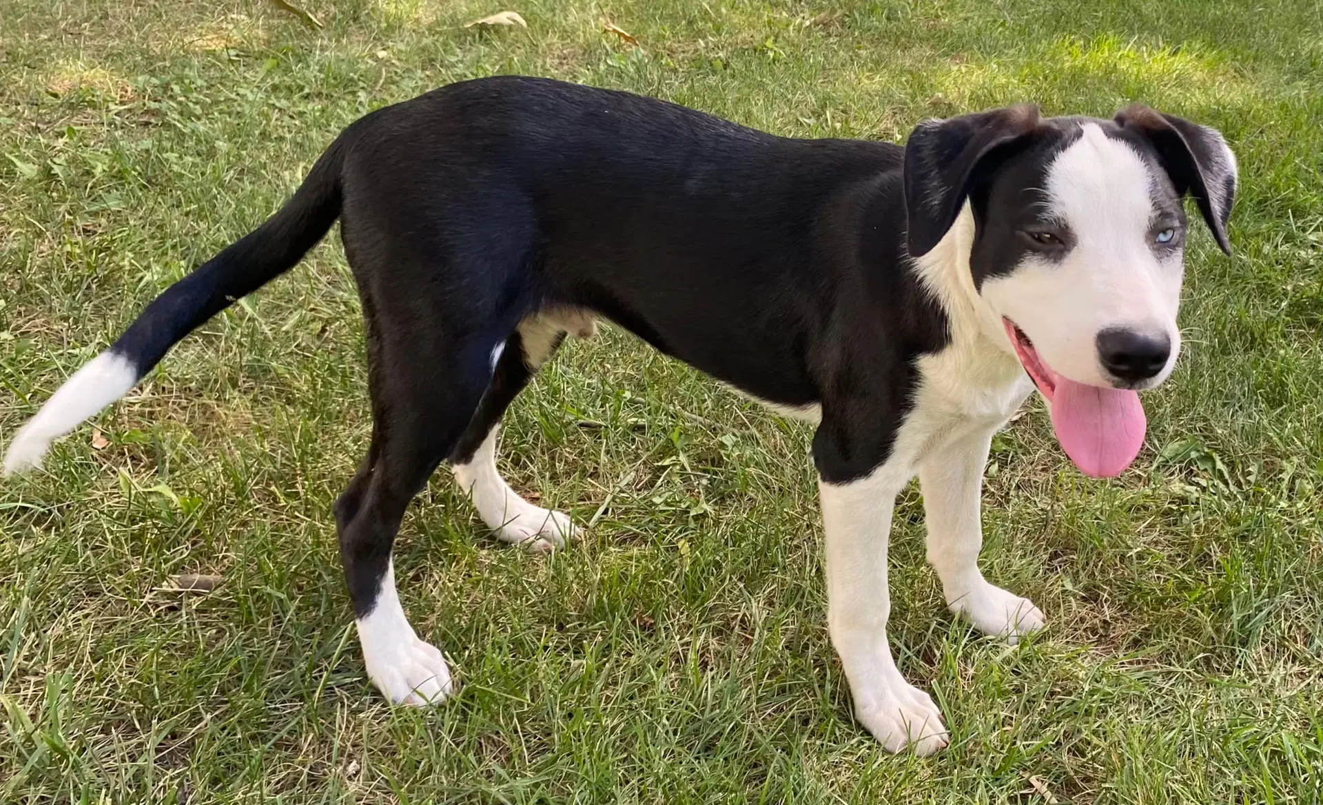 Puppy Richie image 2