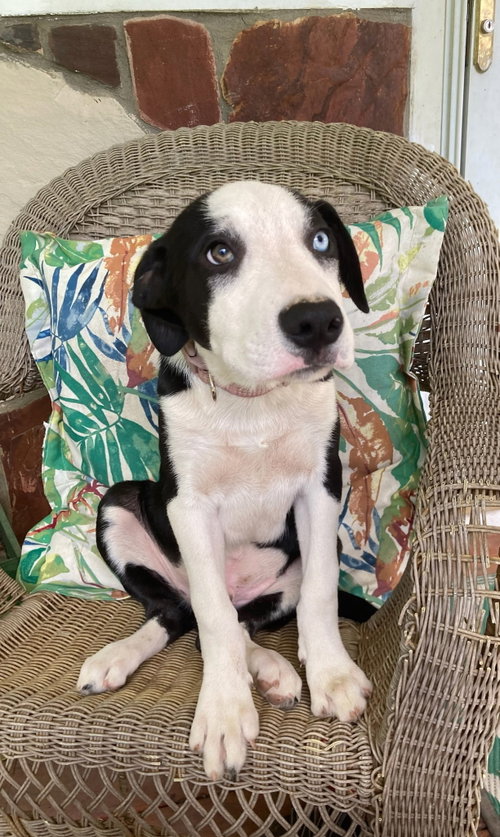 PUPPY RICHIE, a dog for adoption from Critter Companion Rescue