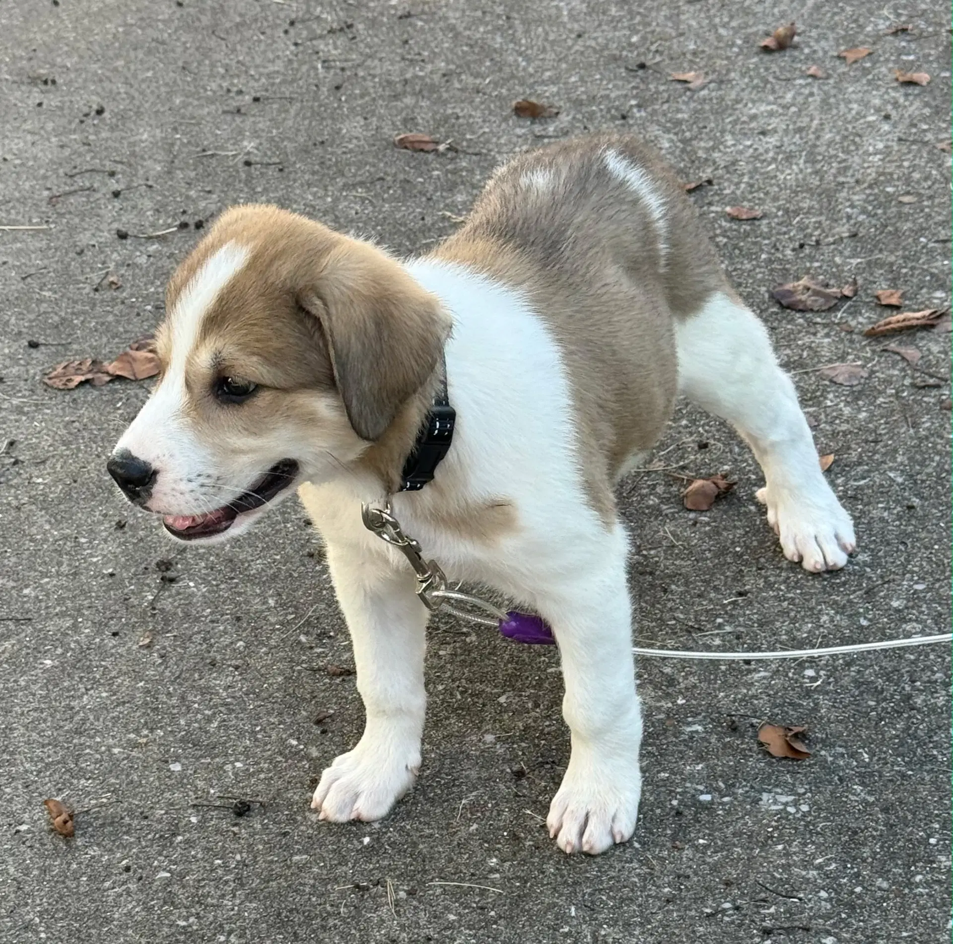 Puppy Marty image 3
