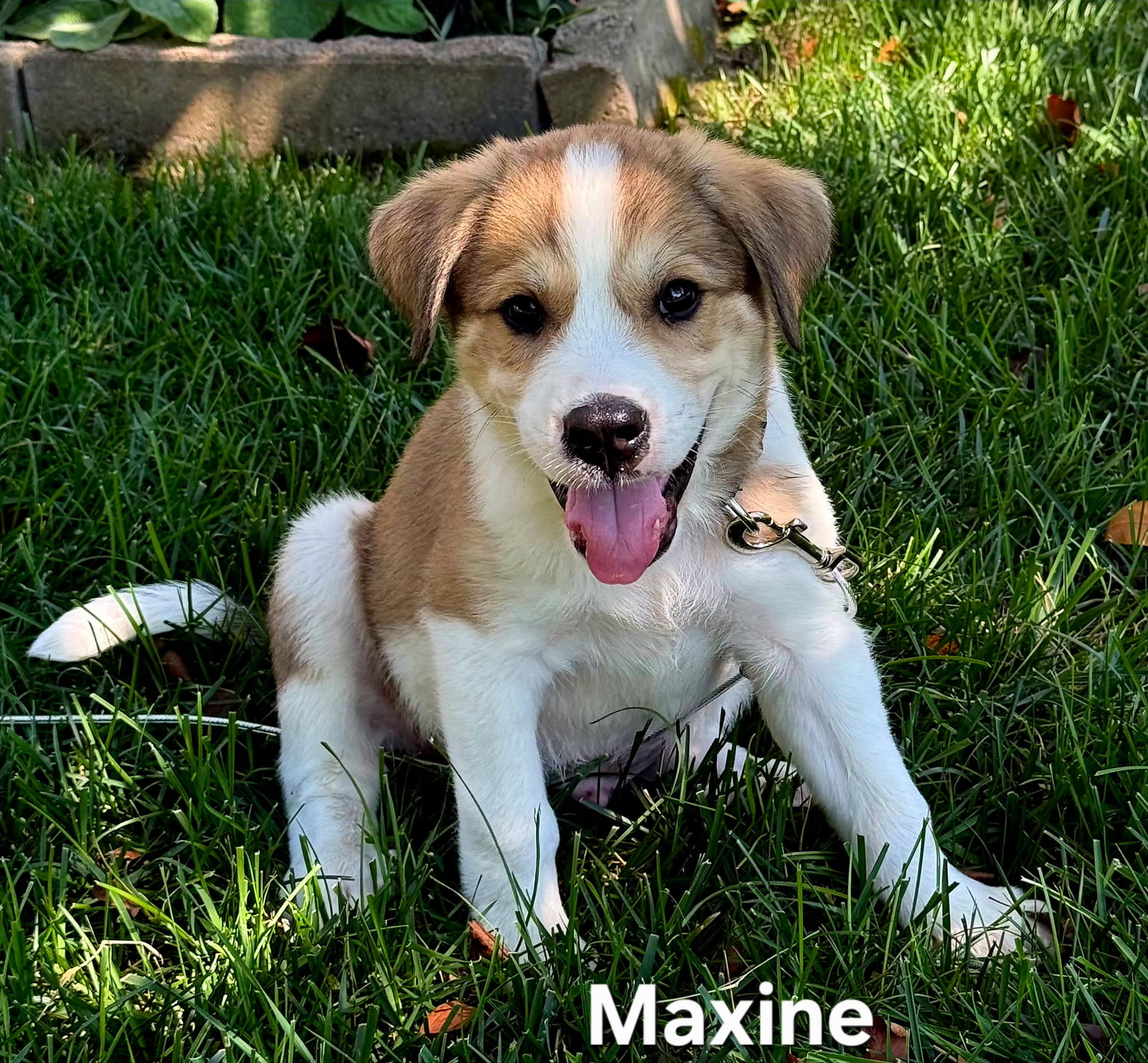 PUPPY MAXINE, dog