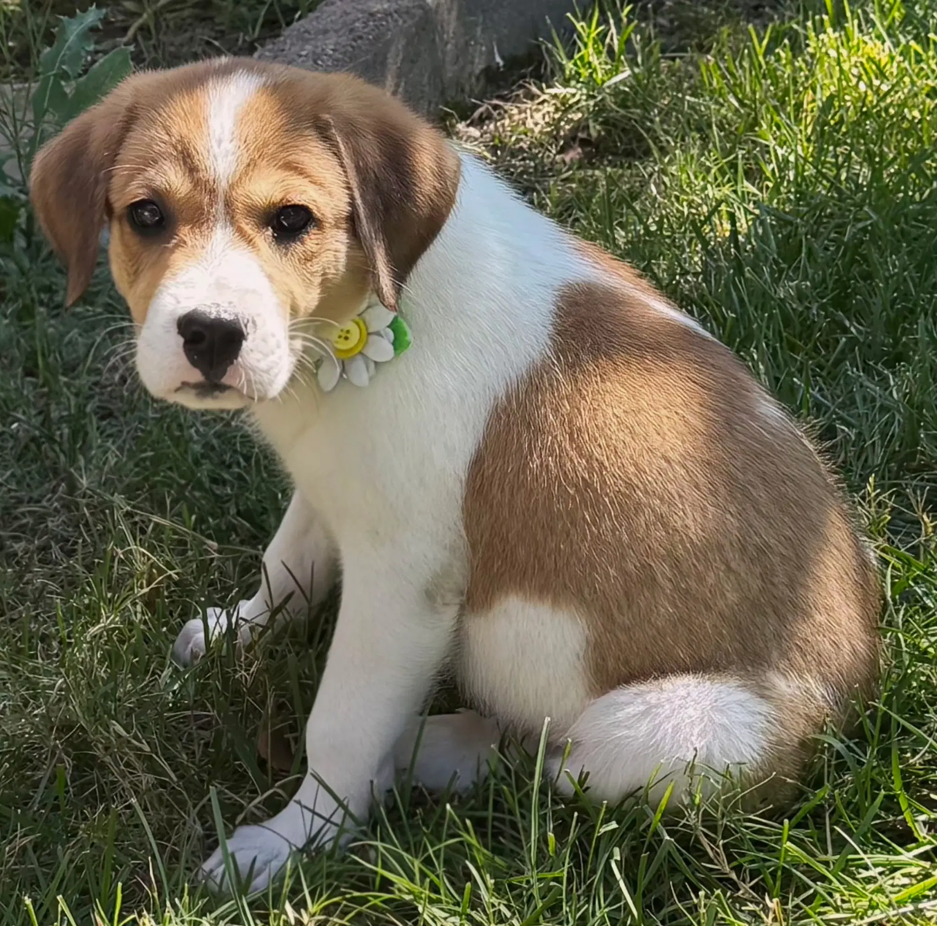 Puppy Maxine image 3