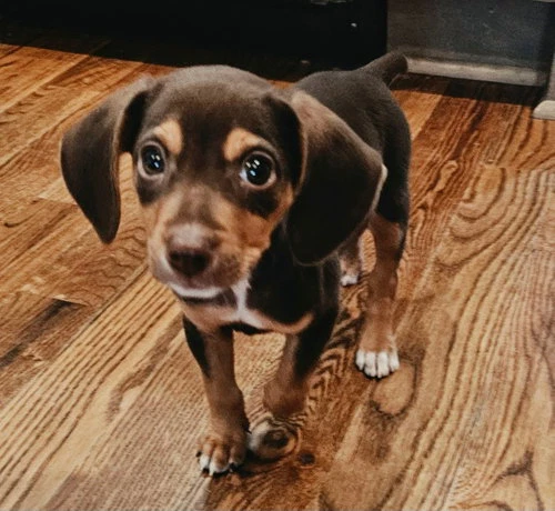 Puppy Ganache