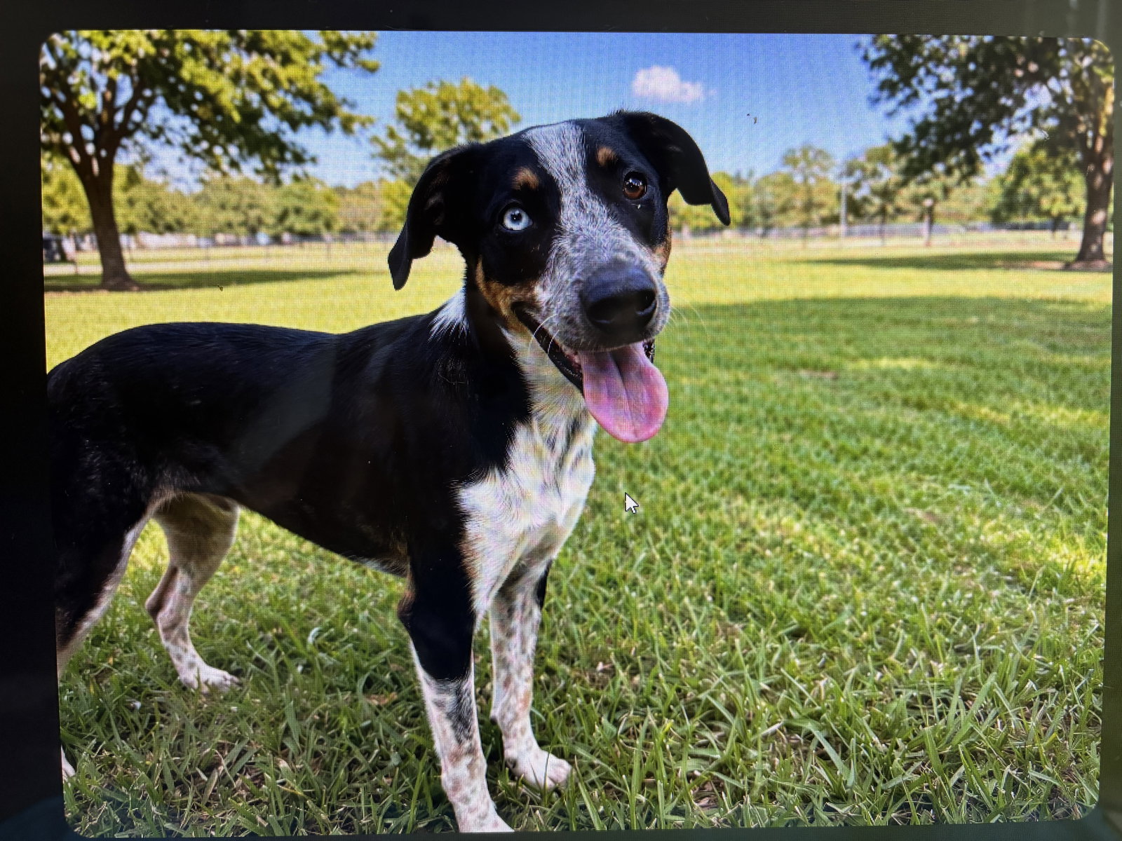 DASHING DOMINO, dog — photo 1 of 2