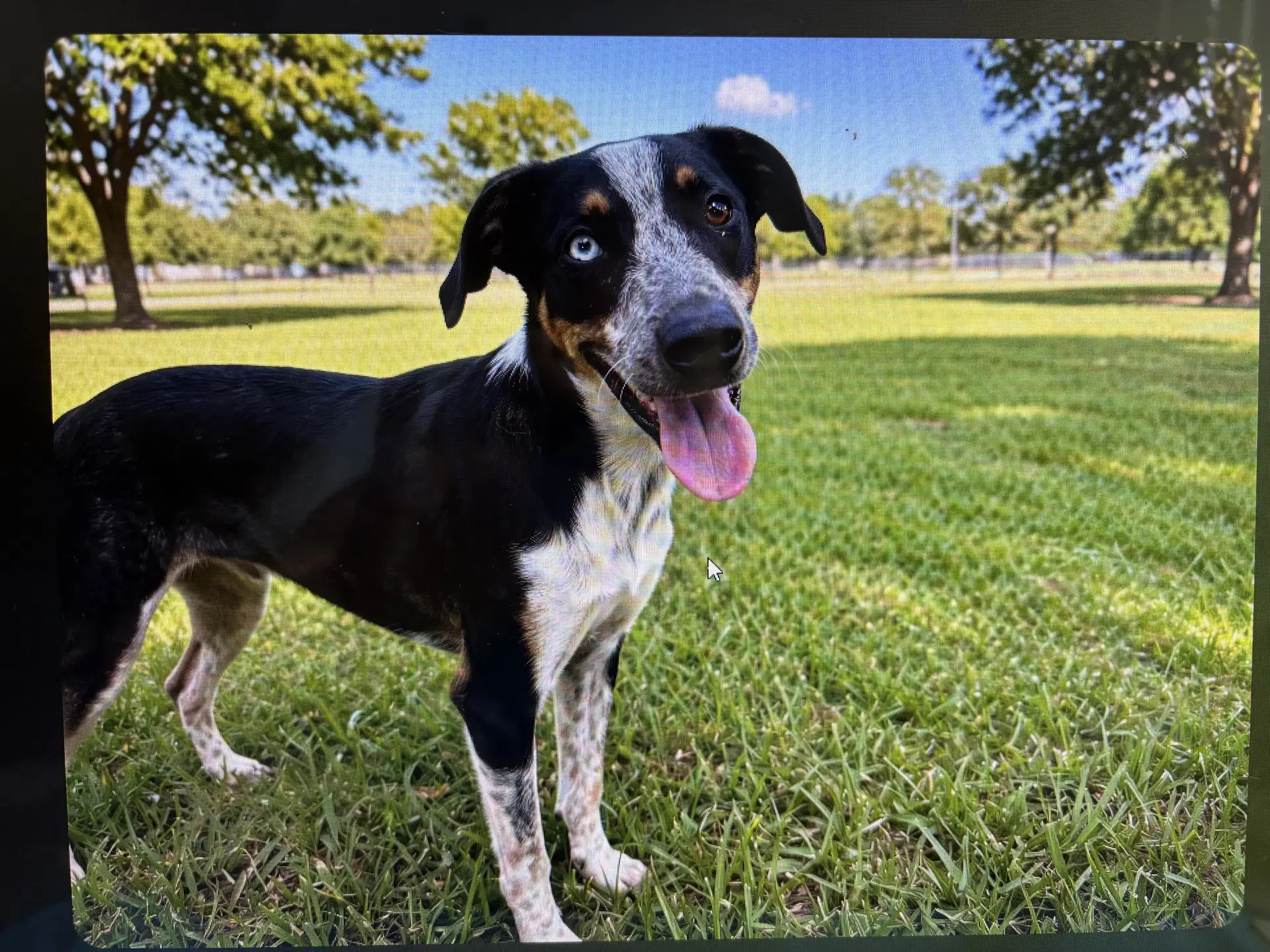 Dashing Domino - Australian Cattle Dog/Blue Heeler