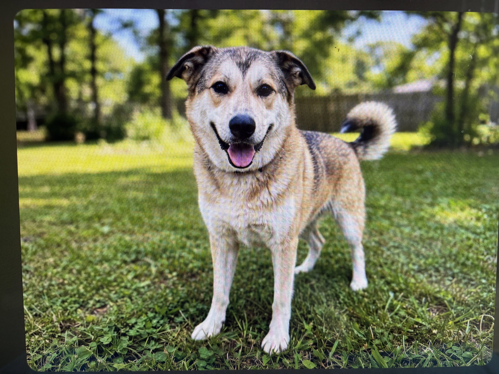 FABULOUS FREYA, dog — photo 1 of 2
