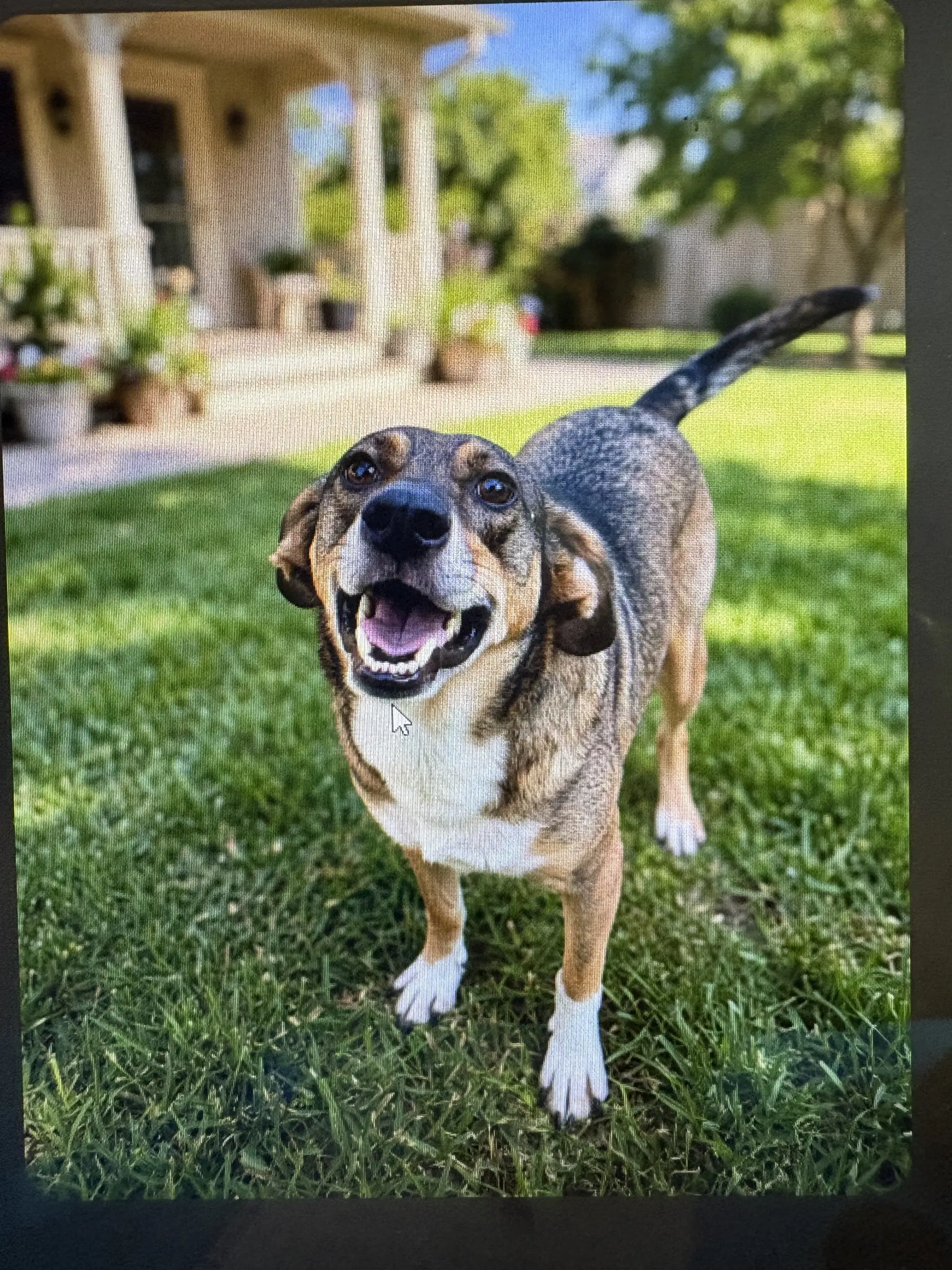 Sassy Sadie image 3