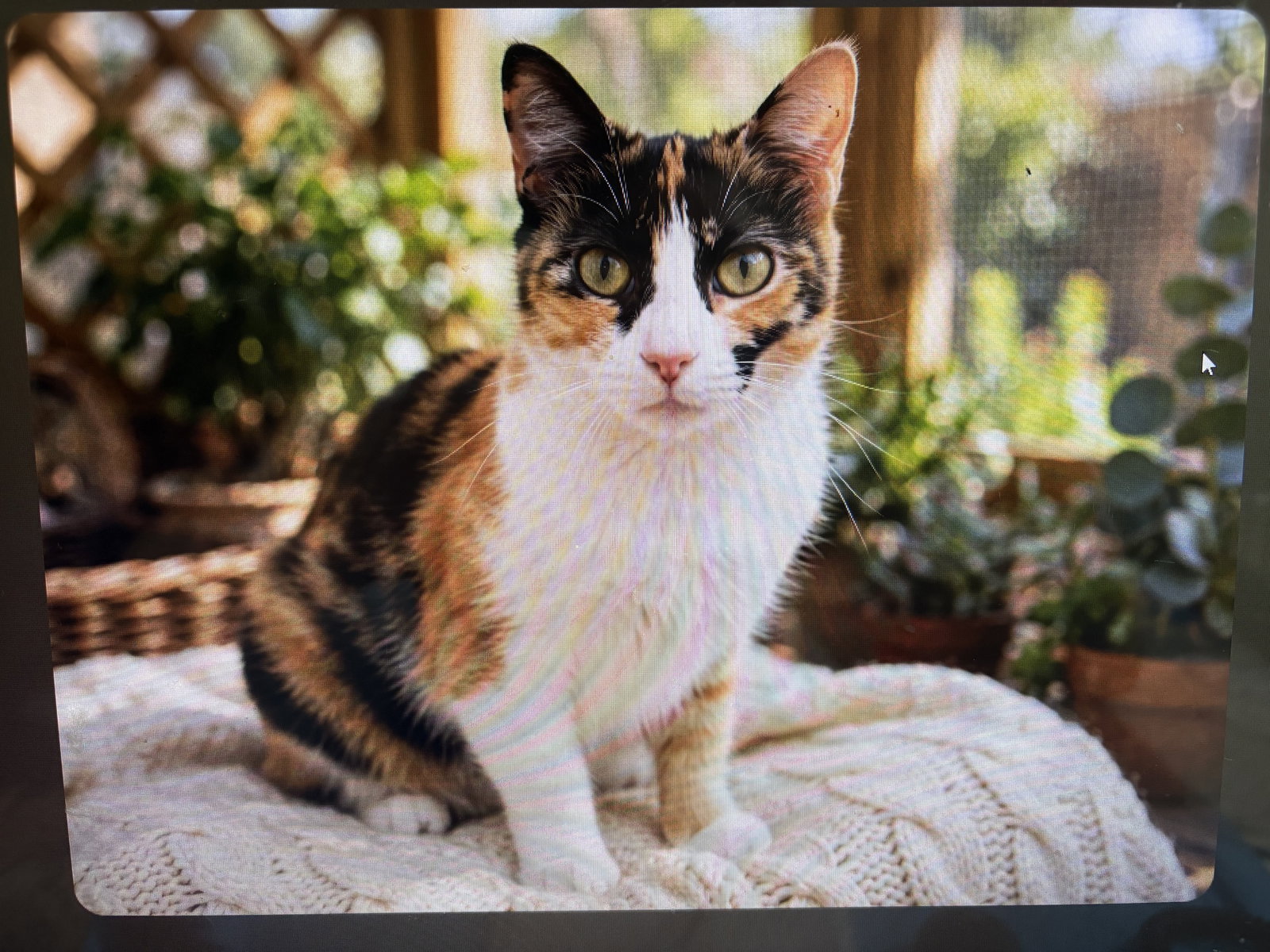 KITTY FRECKLES, cat — photo 1 of 2