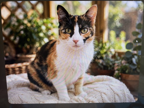 KITTY FRECKLES, a cat for adoption from Critter Companion Rescue