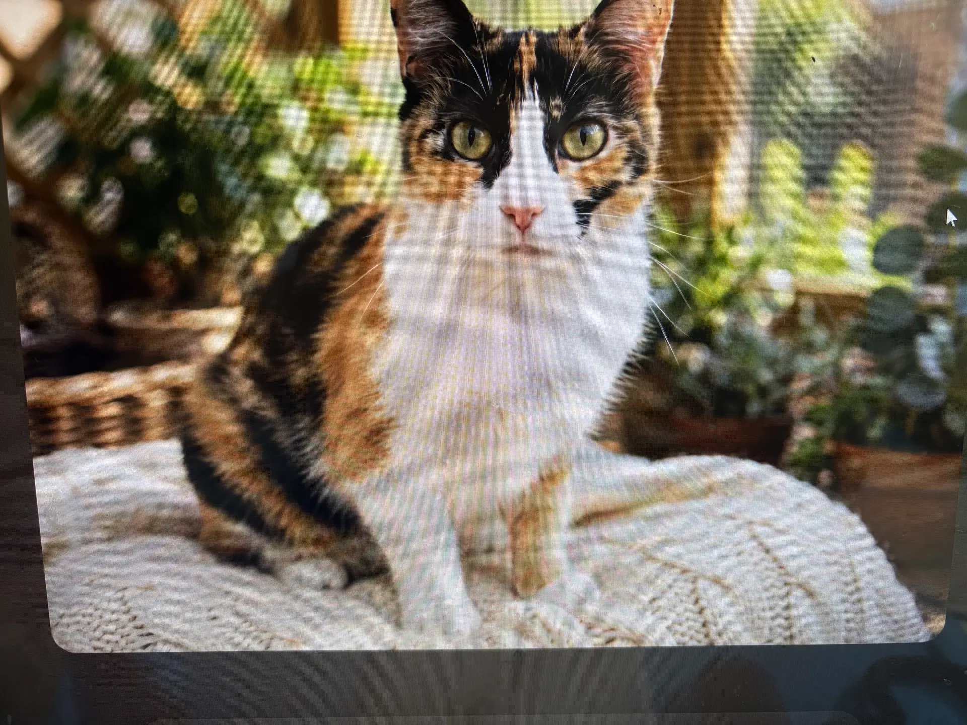 Kitty Freckles image 2