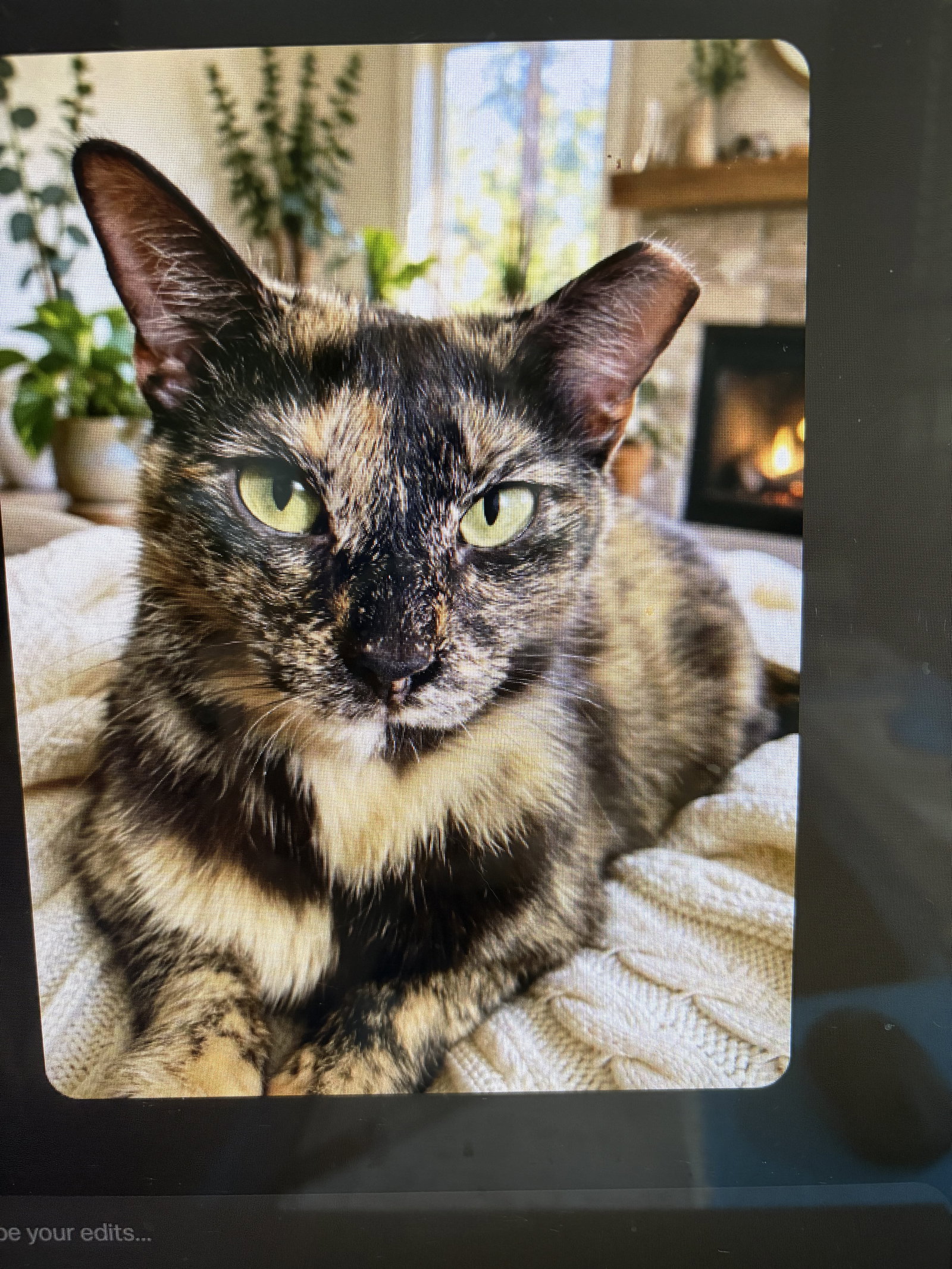 KITTY MALIBU, cat — photo 1 of 2