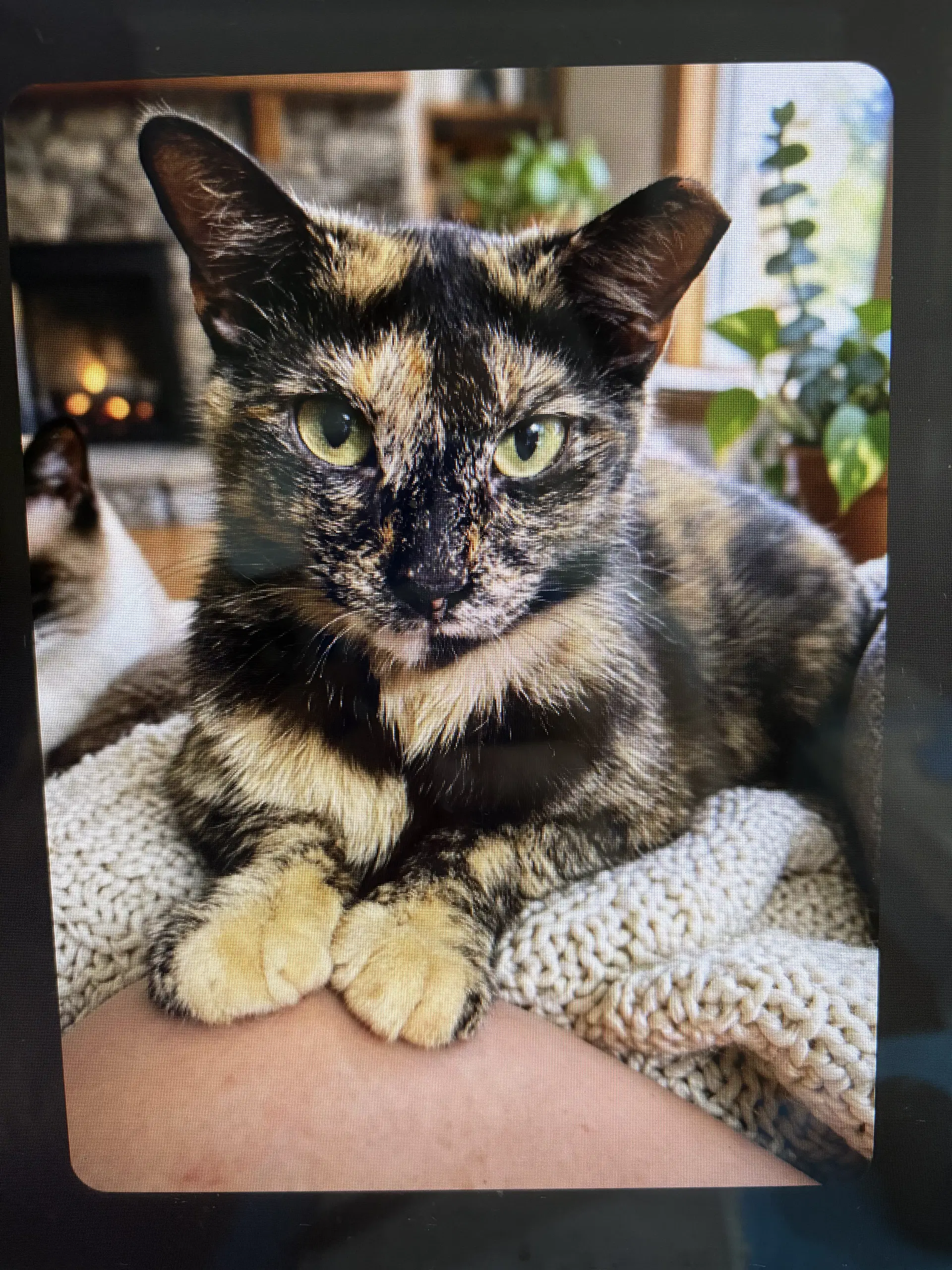 Kitty Malibu image 2