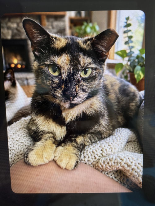 Photo 2 of KITTY MALIBU