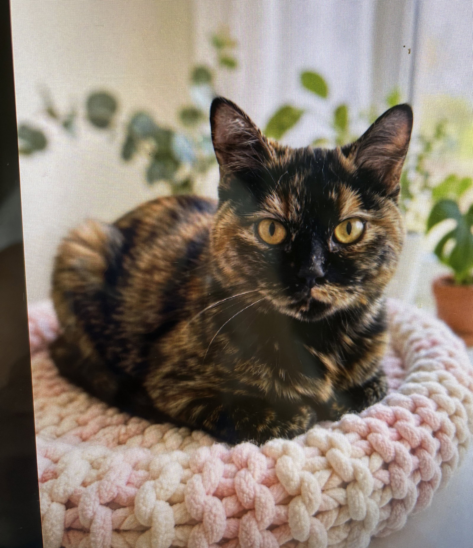 KITTY BEAUTIFUL BRITT, cat — photo 1 of 2