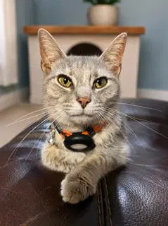 Peugot - Domestic Short Hair