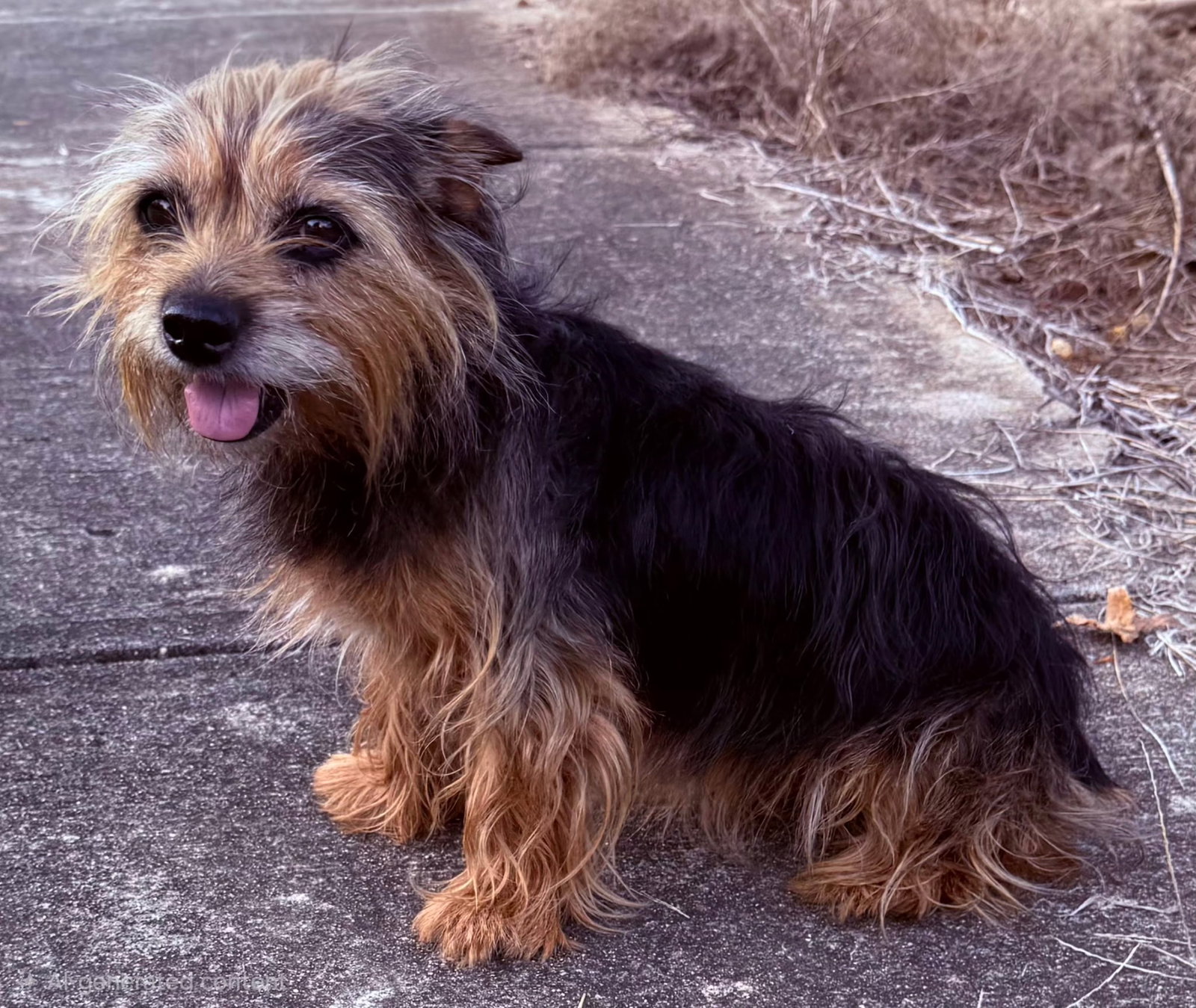 Spice, dog — photo 1 of 3