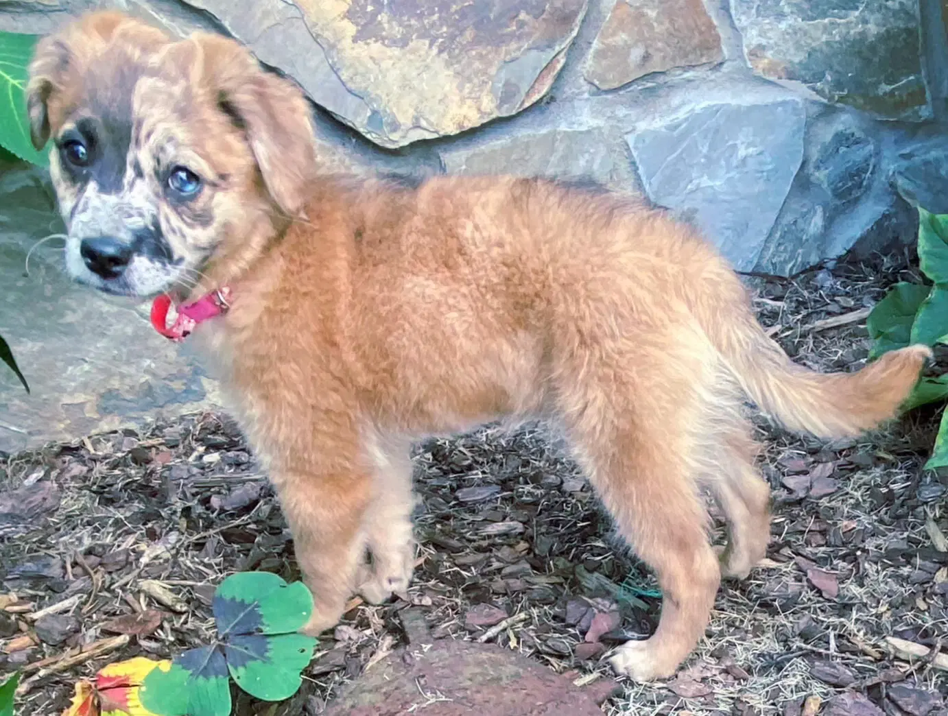 Princess Peebles image 4
