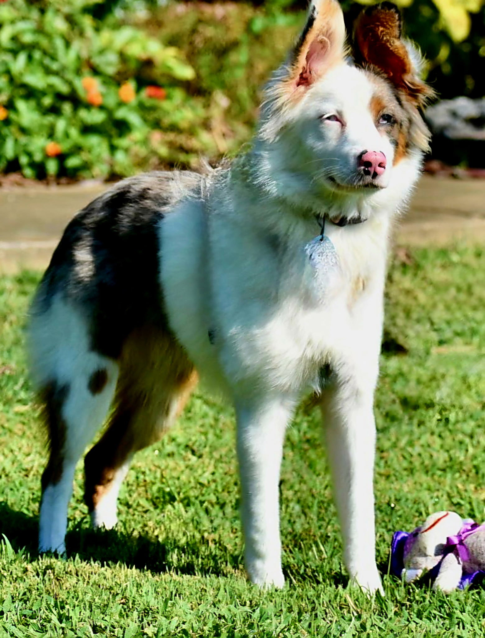 Macy, dog — photo 1 of 3