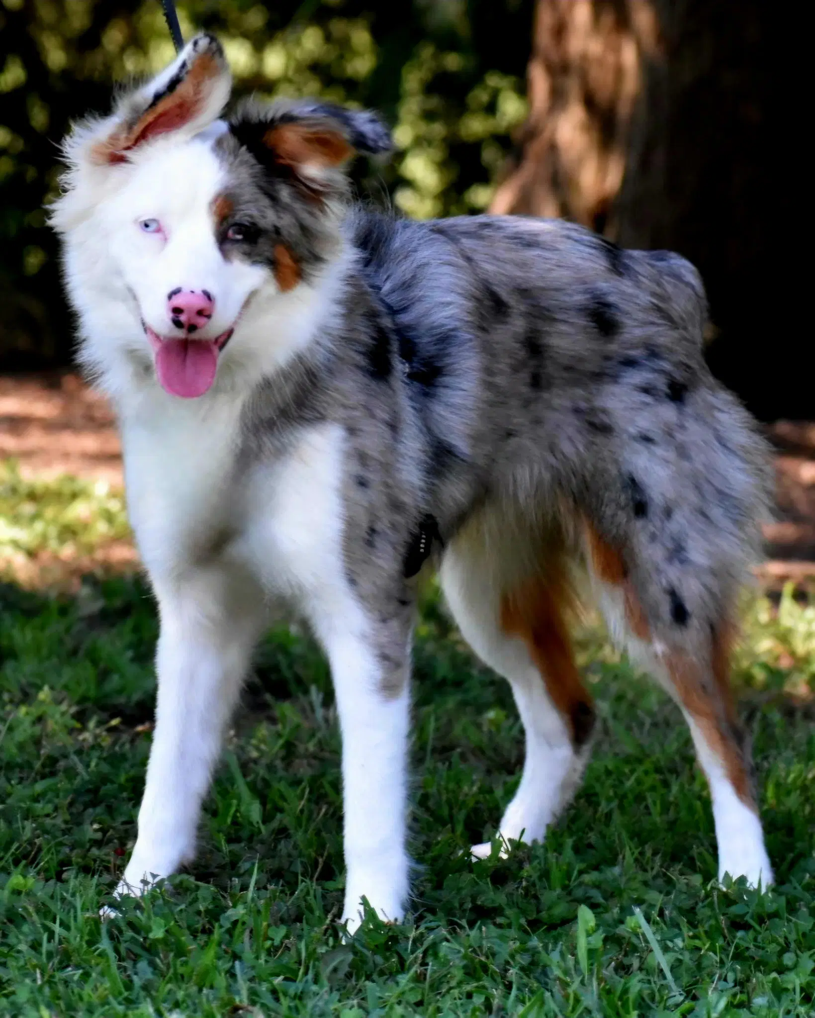 Macy image 2