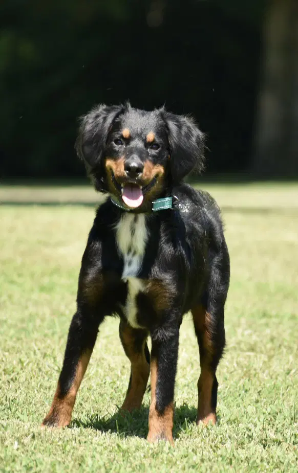 Bailey Girl image 2