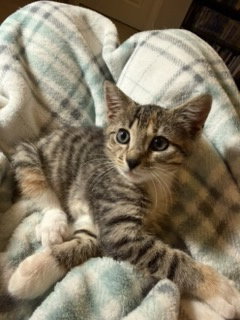 KITTEN GABBY GIRL, cat — photo 1 of 4
