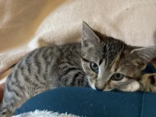 Kitten Gabby Girl image 3