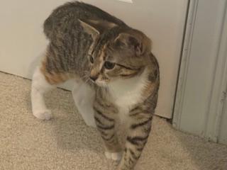 Photo 4 of KITTEN GABBY GIRL