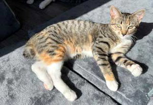 Kitten Gabby Girl, photo 2
