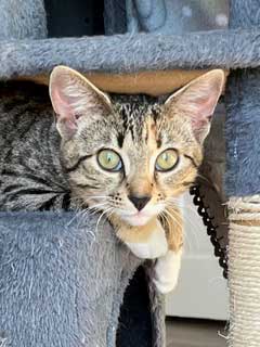 Kitten Gabby Girl, photo 3