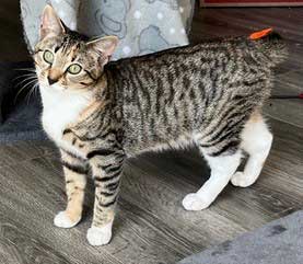 KITTEN GABBY GIRL