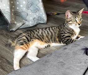 KITTEN GABBY GIRL, photo 2