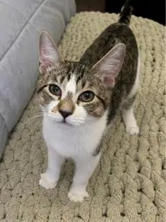 Kitten Pixie Rose image 3