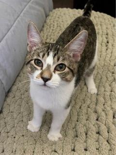 Photo 3 of KITTEN PIXIE ROSE