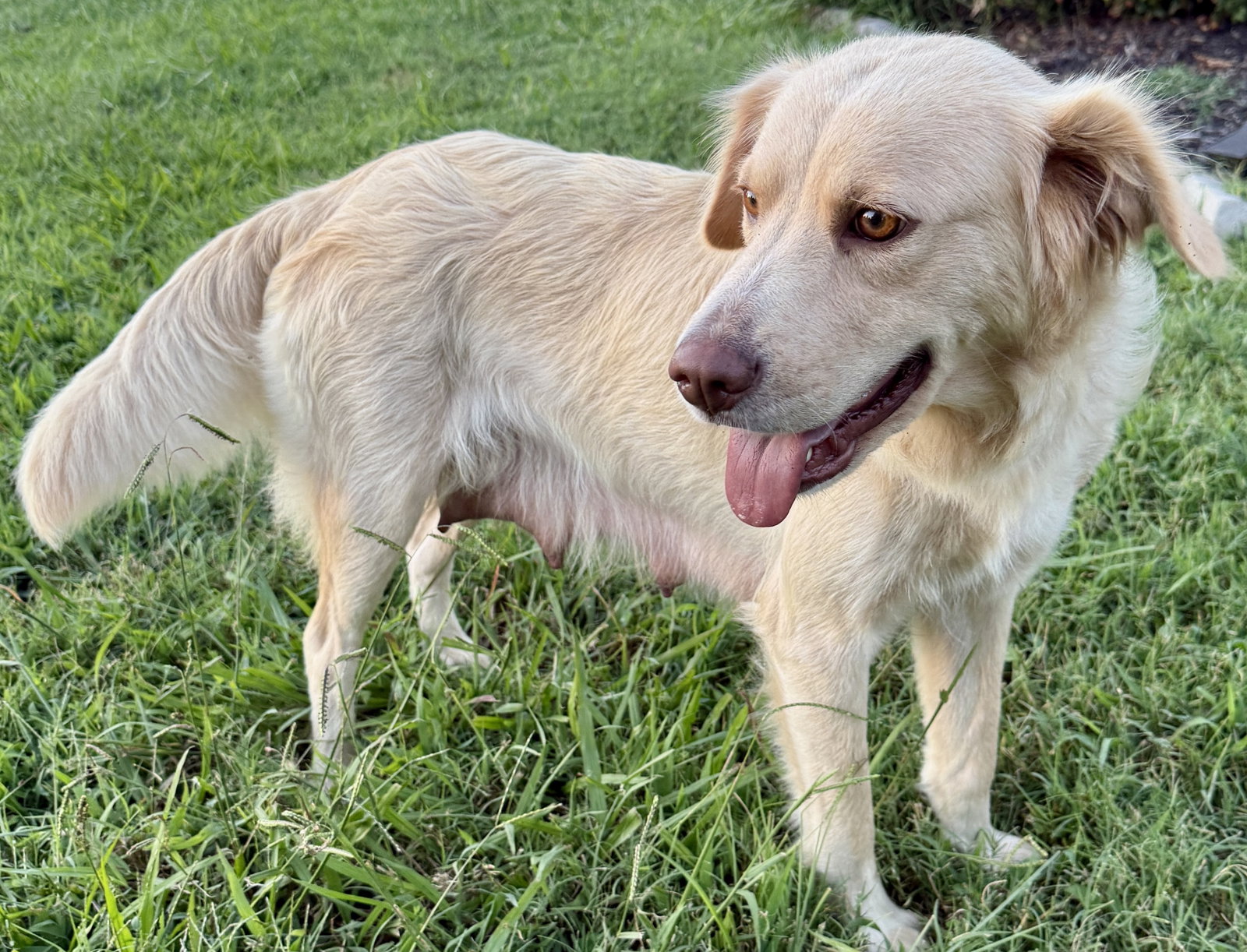 MAMA HONEy, dog — photo 1 of 4