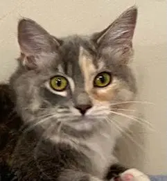 Kitten Pebbles - Dilute Calico