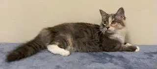 Kitten Pebbles image 2