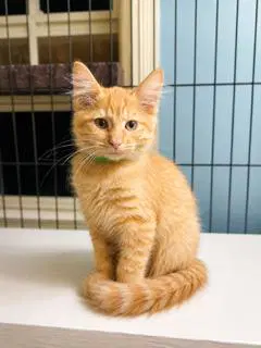Kitten Floki image 1