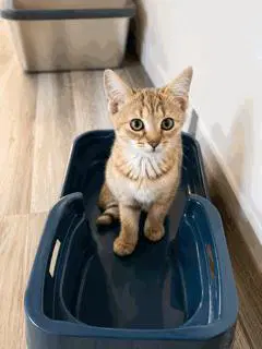 Kitten Twister image 2