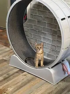 Kitten Twister image 3