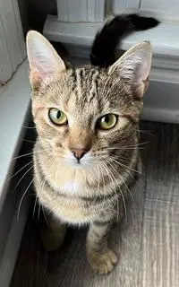 Kitten Shilo - Domestic Short Hair