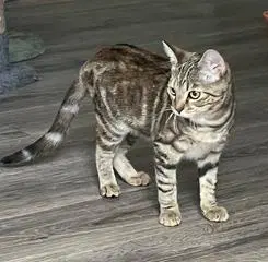 Kitten Shilo image 2