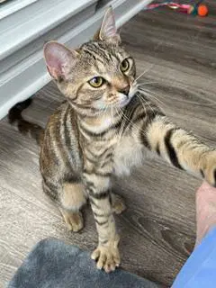 Kitten Shilo image 3