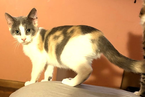 KITTEN HAZEL, a cat for adoption from Critter Companion Rescue