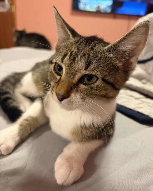 KITTEN FOXY, a cat for adoption from Critter Companion Rescue