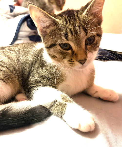 Photo 2 of KITTEN FOXY
