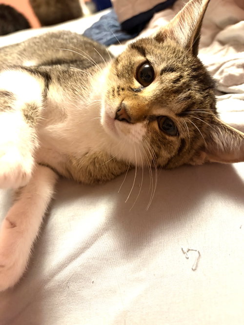 Photo 3 of KITTEN FOXY