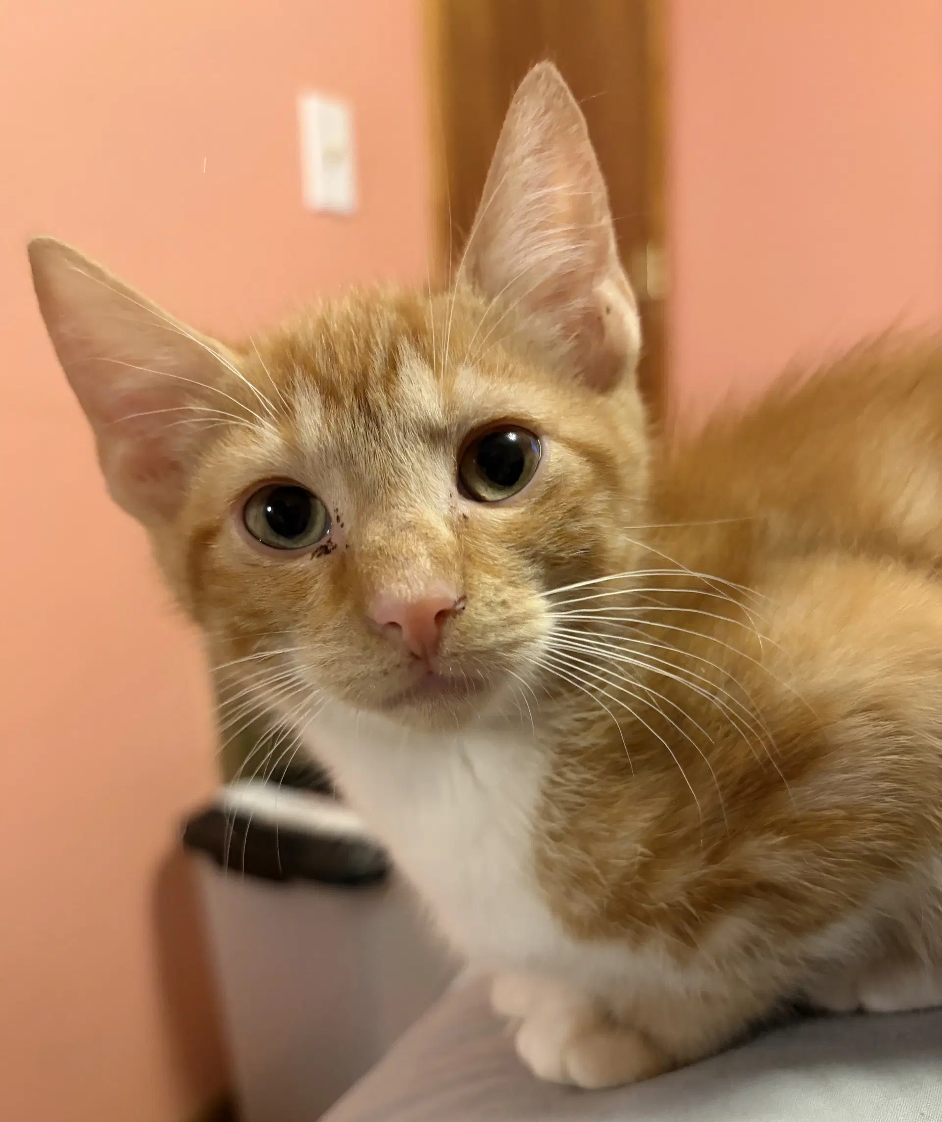 Kitten Silas - Tabby